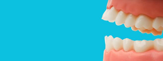 Model of teeth shown for teaching tooth care and dental health