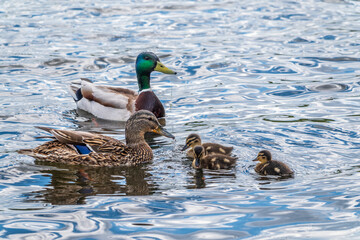 A family of ducks, a duck and its little ducklings are swimming in the water. The duck takes care of its newborn ducklings. Mallard, lat. Anas platyrhynchos