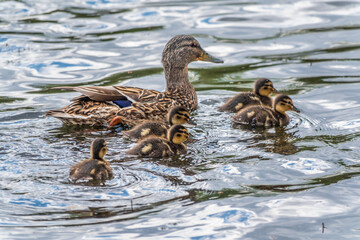 A family of ducks, a duck and its little ducklings are swimming in the water. The duck takes care of its newborn ducklings. Mallard, lat. Anas platyrhynchos