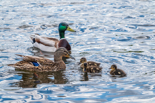 A family of ducks, a duck and its little ducklings are swimming in the water. The duck takes care of its newborn ducklings. Mallard, lat. Anas platyrhynchos