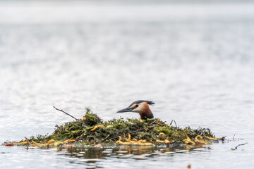 The waterfowl bird Great Crested Grebe swimming in the lake near its nest with eggs