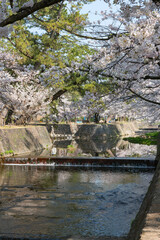 夙川河川敷の満開の桜