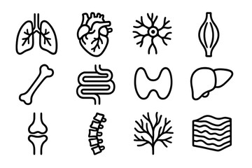 Human Body Icons. Body System Elements linear set: respiratory tract, circulatory heart, nervous web, muscular band, skeletal limb, digestive tube, gland icon, organ silhouette,