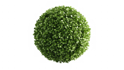 Vibrant green sphere plant brightens gardens, created AI, PNG