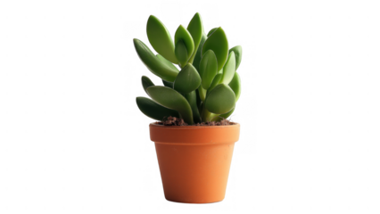 Green succulent in terracotta pot, thriving, created AI, PNG