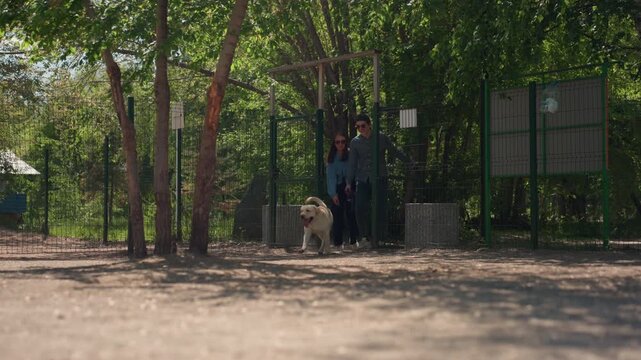 owners and labradors enjoy park, vibrant labradors engage with enthusiastic pet owners outdoors, enthusiastic dog owners and lively labradors gather in shaded recreational spaces for fun
