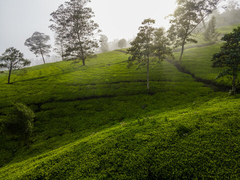 Aerial View of Tea Plantation in the Morning, Dieng Wonosobo, Java, Indonesia