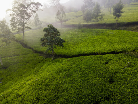 Aerial View of Tea Plantation in the Morning, Dieng Wonosobo, Java, Indonesia
