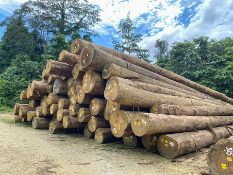 Industrial pile of tropical hardwood logs with tracking numbers in a logging yard, deforestation and timber industry concept
