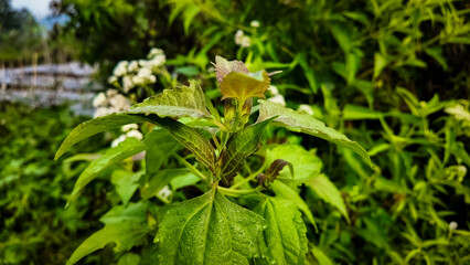 Close-up shot of a green plant with white flowers and large leaves in a natural outdoor setting with lush vegetation.