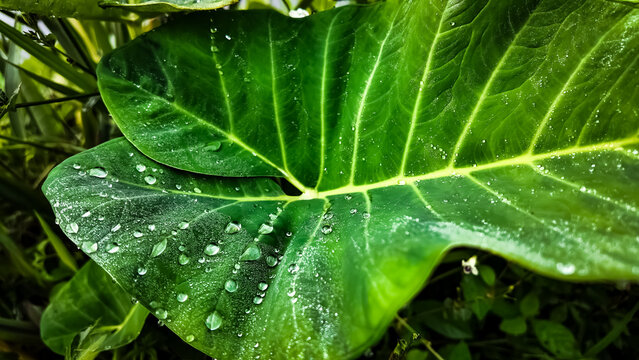 Close-up of a large green leaf with water droplets on its surface, showcasing vibrant veins and textures in a lush environment.