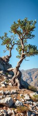 A twisted, gnarled olive tree on a rocky hillside, embodying resilience and endurance,  rocky,  landscape
