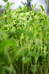 Obraz premium Close up of Fresh Dwarf Grey Sugar Peas Micro Greens