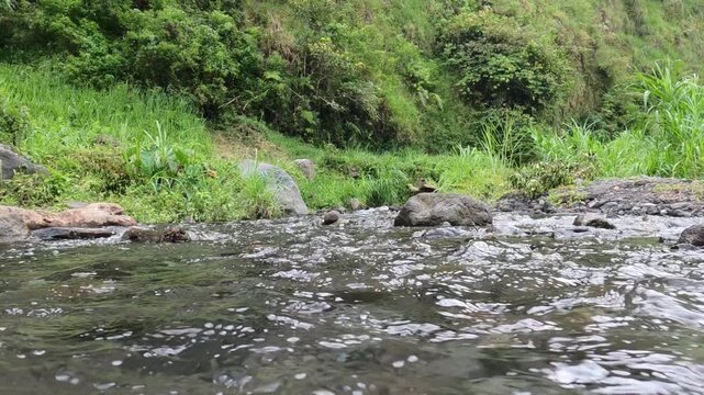 wild duck on the river bank, Java, Indonesia, South East Asia