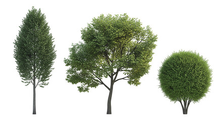 collection tree isolated on white background