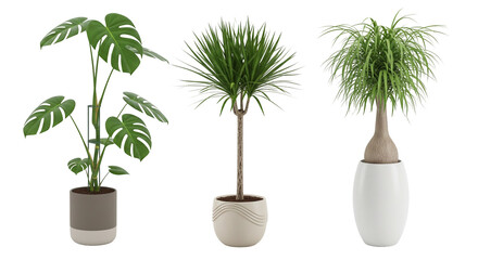 collection decoration plant in a pot