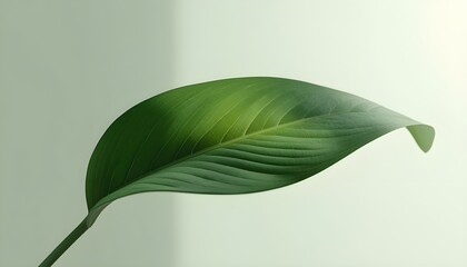Minimalist Green Leaf with Soft Natural Light on Clean Background