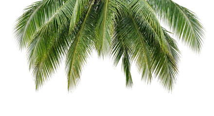 palm tree on white background