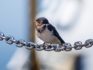 鎖にとまるツバメ