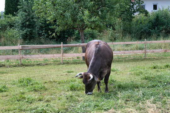 Hausrind braunwei&szlig; auf einer Weide
