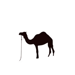 A camel standing alone in a desert landscape viewed from the side