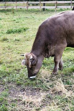Hausrind braunwei&szlig; auf einer Weide