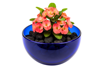 Small crown of thorns plant in blue glass bowl with black stones isolated on transparent background