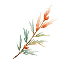 Watercolor illustration of a tea tree branch with blossoms and leaves against a white background