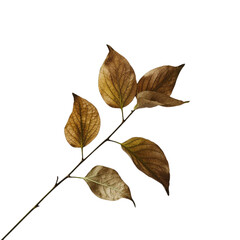 A branch with autumn leaves viewed from a close-up perspective against a white background