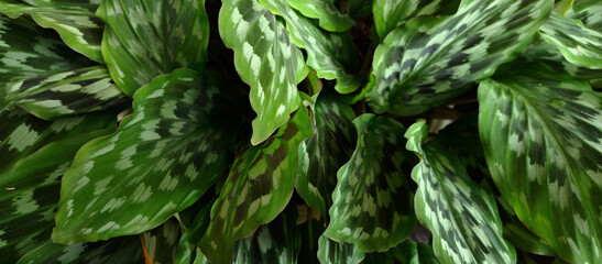 Calathea leaves exhibit a deep green color and natural symmetrical pattern, emphasizing the texture and depth of tropical foliage,