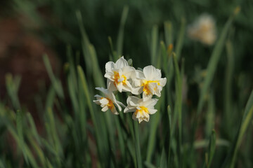水仙の花