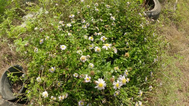 Close-up view of wild white flowers Spanish Needles growing among green grass in sunlight. The sharp 4K resolution highlights the delicate petals and foliage, creating a peaceful summer atmosphere.