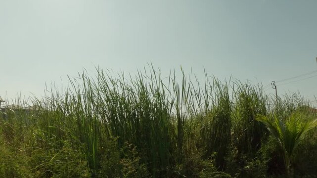 Tall green papyrus reeds swaying gently in the wind against a clear blue sky. This peaceful nature scene captures the rhythmic movement of wetland grass under bright sunlight.