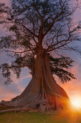 Fototapety na wymiar - Fototapeta24.pl