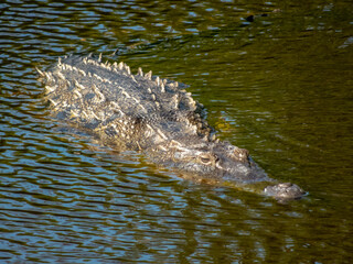 A wild crocodile glides through murky tropical water, revealing its jagged dorsal scales and sharp eye in a high-angle wildlife shot in Huatulco, Oaxaca, Mexico.