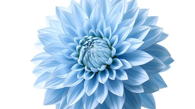 calyx. Light blue dahlia flower closeup on pure white background showing detailed petal texture. gardening catalogs, home-decor guides, designed for home decor and floral branding, celebrates nature.