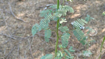 Acacia Tree Sprout with New Leaves in Nature