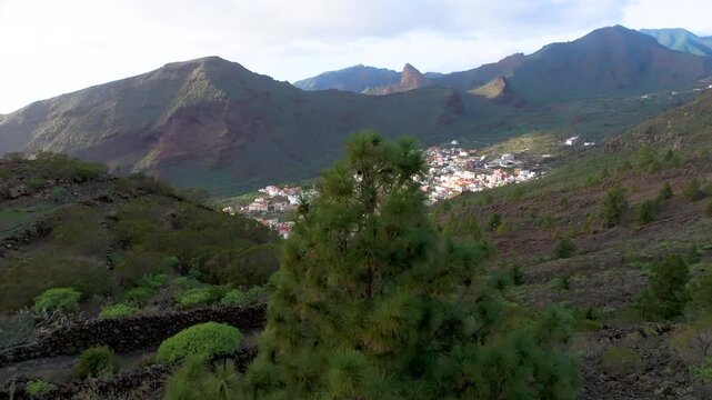 Pine tree in volcanic field near Tamaimo village, Canary Islands, peaceful scene