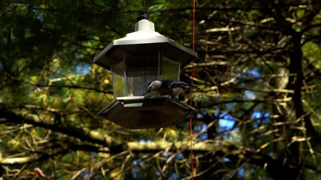 Close Up Of Nuthatch In Slow Motion Throwing Out Wild Seeds Out Of Bird Feeder In A Forest