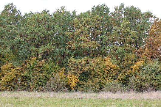 ​A thick wall of deciduous forest displays the vibrant colors of early autumn against a light sky. The upper tier of trees maintains a rich green color, while the lower shrubs and young trees have alr