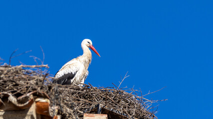 Fototapeta premium White stork [Ciconia ciconia] nesting on ancient church next to castle in Medellin Spain ESP