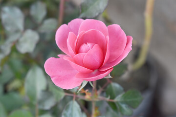 Fototapeta premium Beautiful pink rose flower closeup in garden, A very beautiful pink yellow rose flower bloomed on the rose tree, Rose flower closeup, bloom flowers, Natural spring flower floral background