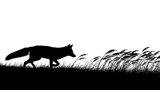 Silhouette of Fox on the Prowl: A bold silhouette of a fox moving through tall grass, against a clear backdrop, capturing the animal's stealth and wild spirit in stark monochrome.