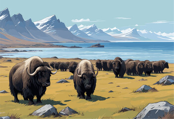 a herd of musk oxen with shaggy brown fur grazing on a grassy tundra in Greenland, set against a backdrop of blue coastal water and jagged snow-capped mountains © laurence