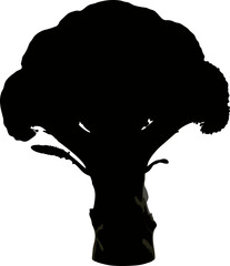 Silhouette of a Broccoli Head.
