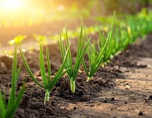 Young green plants growing in rich, dark soil bathed in warm sunlight