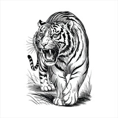 Fierce Walking Tiger Illustration - Detailed Vintage Etching Art