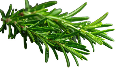 Close-up of fresh, green herb sprigs with water droplets