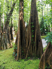 Jungle forest with tropical trees Adventure background
