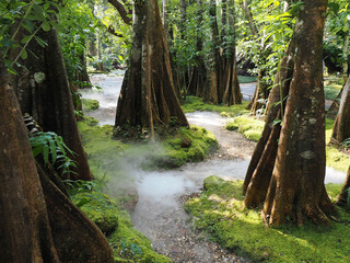 Jungle forest with tropical trees Adventure background